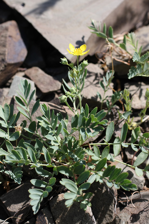 Image of Potentilla orientalis specimen.