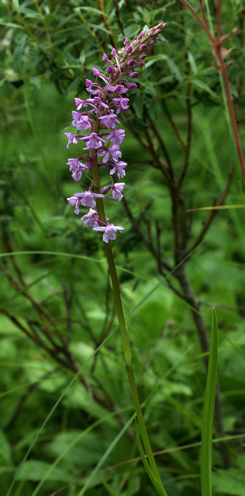 Image of Gymnadenia conopsea specimen.