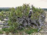 Juniperus niemannii. Небольшое, но старое растение на ягельной возвышенности в лесотундровой зоне. Центральная часть Кольского полуострова в р-не Кабанреки. 11.07.2006.