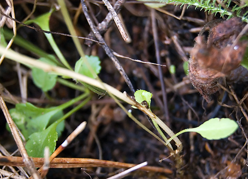 Image of Campanula patula specimen.