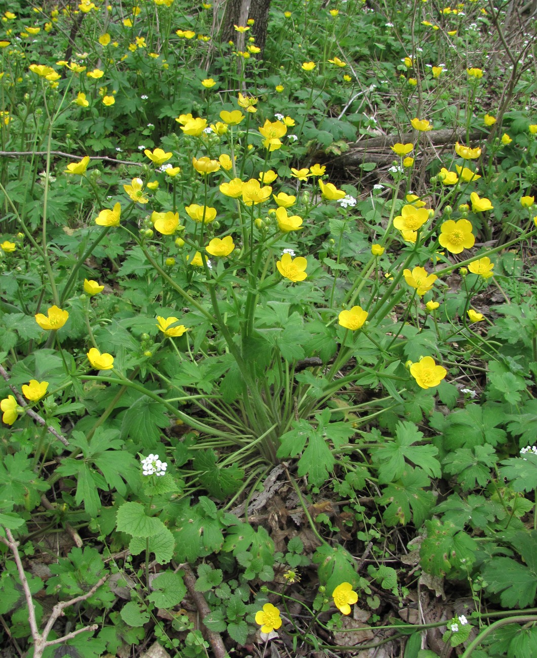 Image of Ranunculus constantinopolitanus specimen.