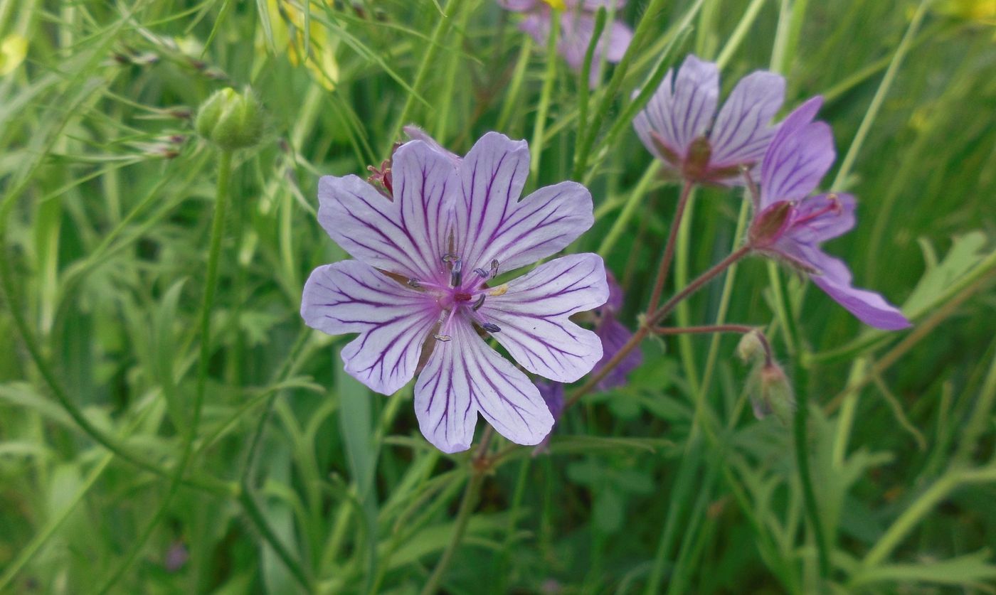 Image of Geranium linearilobum specimen.