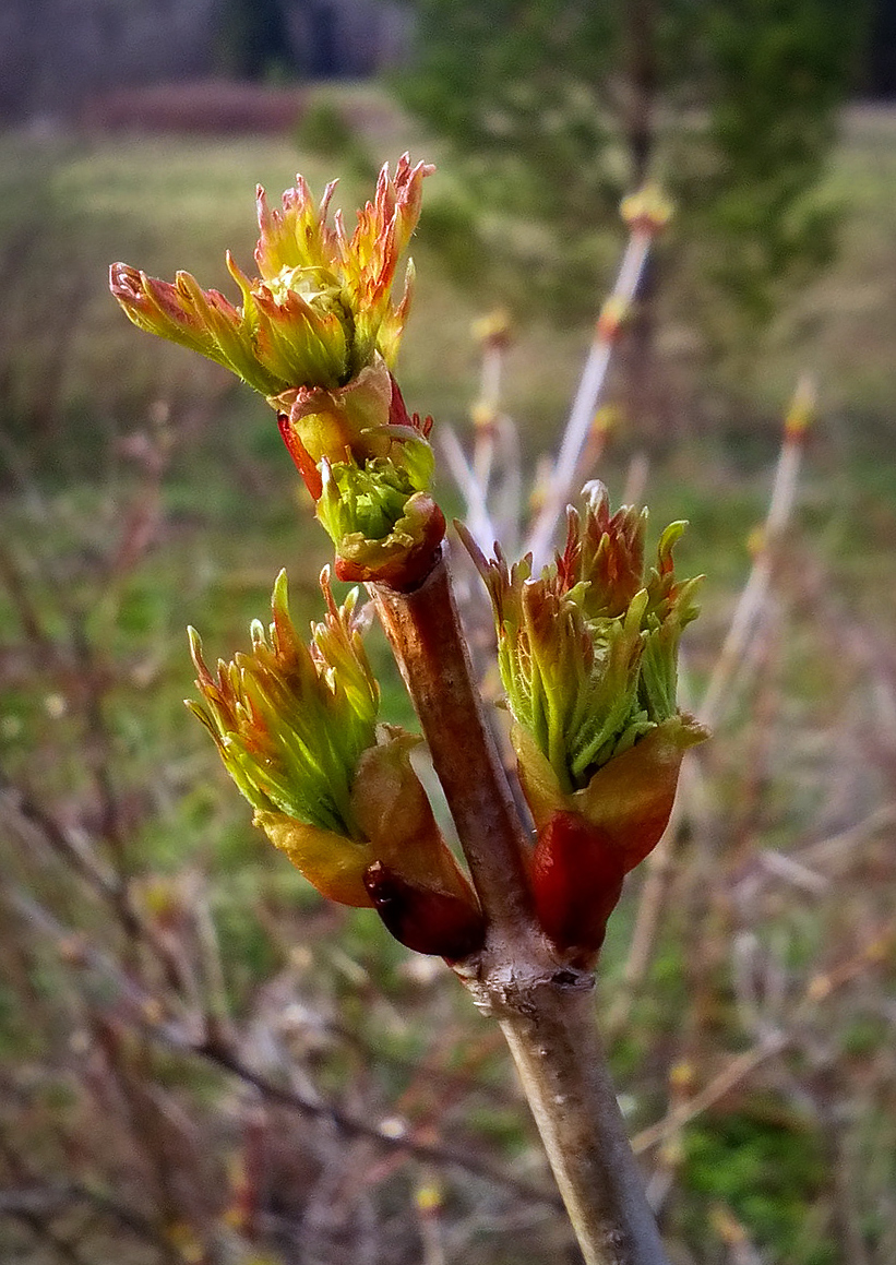 Изображение особи Viburnum opulus.