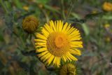 Inula britannica. Соцветия. г. Нижний Новгород, Нижне-Волжская набережная, щель между бетонными плитами. 27.06.2006.