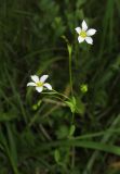 Linum catharticum