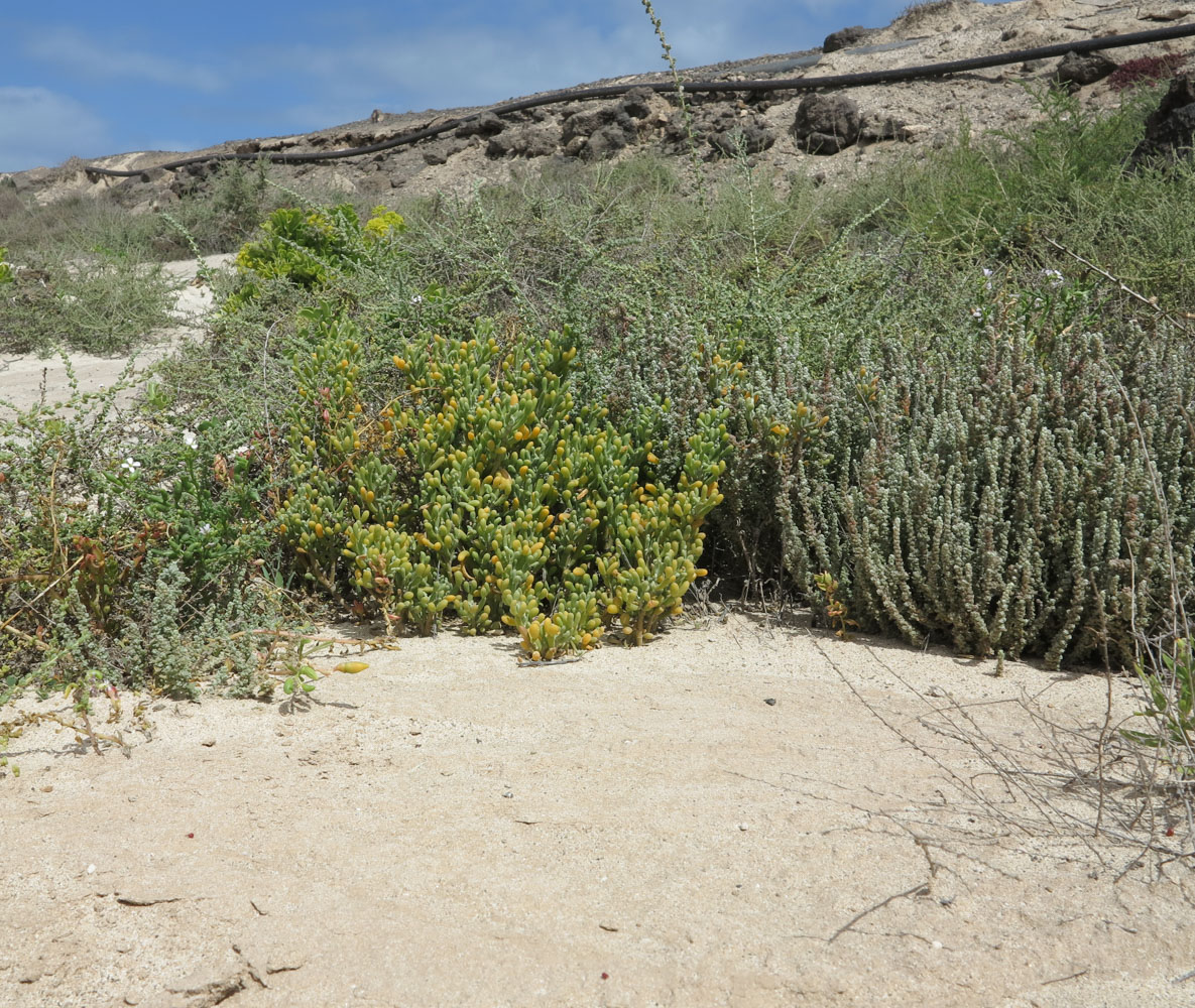 Image of Tetraena fontanesii specimen.