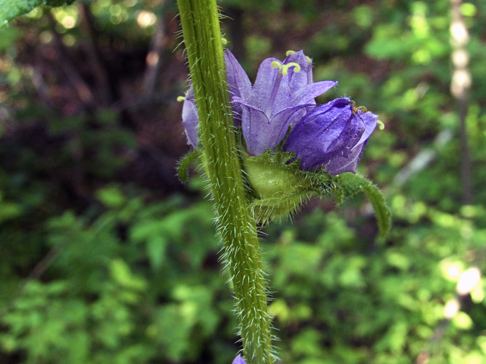 Image of Campanula cervicaria specimen.