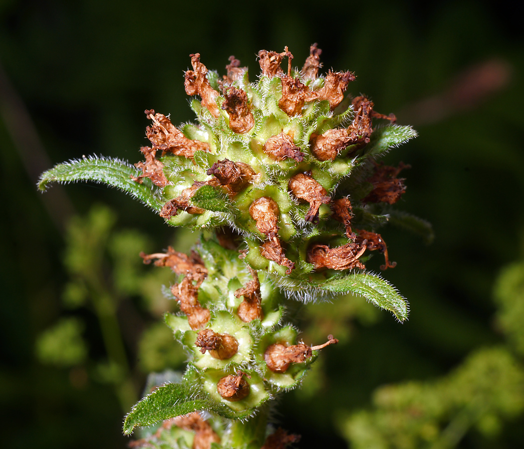 Image of Campanula cervicaria specimen.