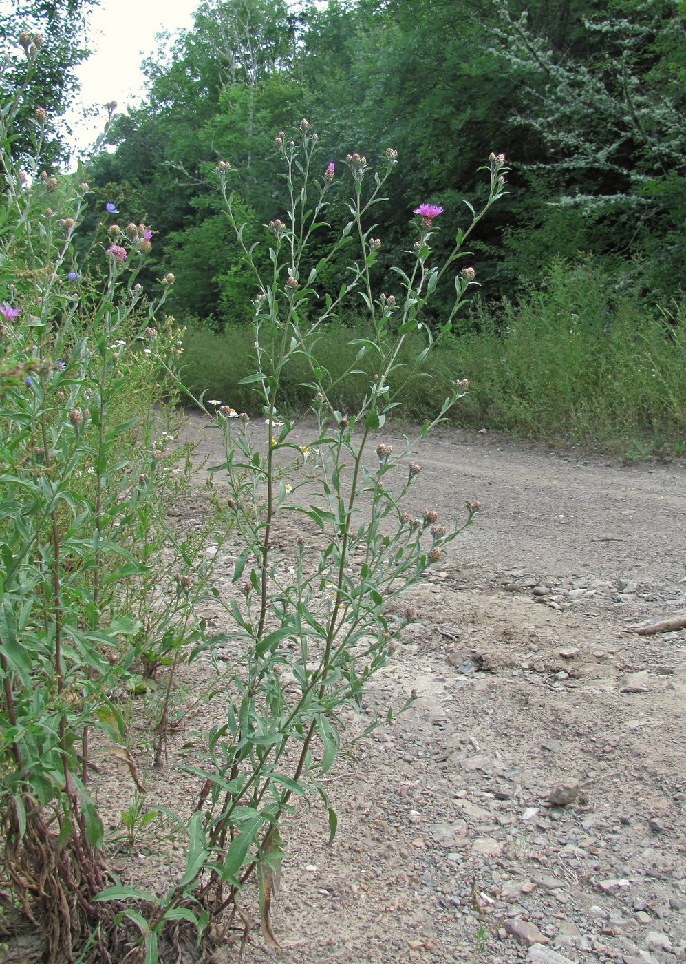 Image of Centaurea jacea ssp. substituta specimen.