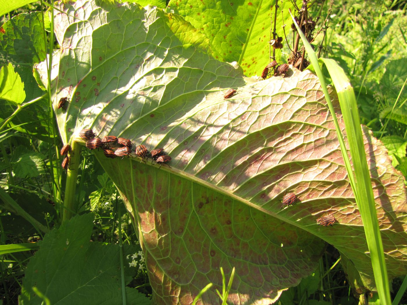 Image of Rumex confertus specimen.