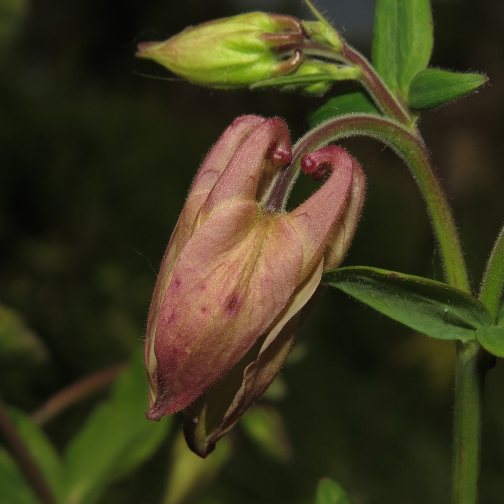 Image of Aquilegia vulgaris specimen.