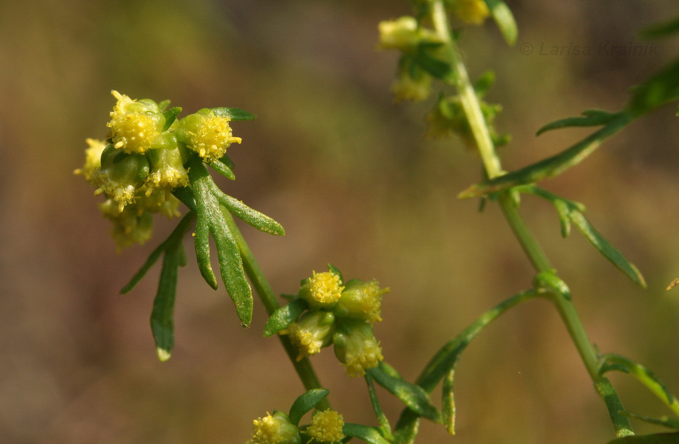 Image of genus Artemisia specimen.