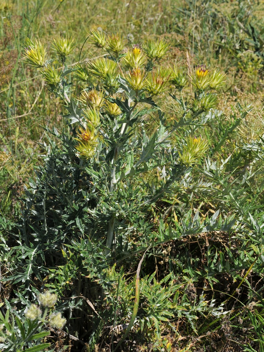 Image of Cousinia minkwitziae specimen.