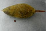 Смотреть изображение Adansonia digitata