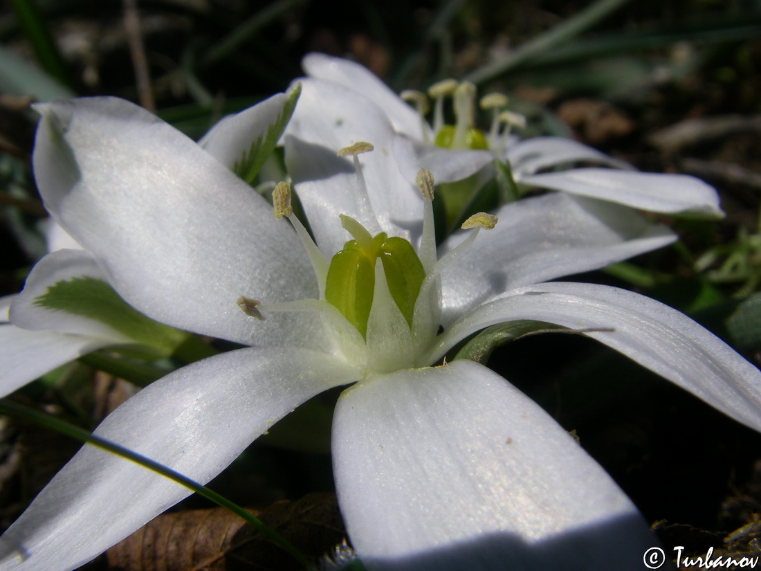 Image of Ornithogalum fimbriatum specimen.