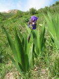 Iris alberti