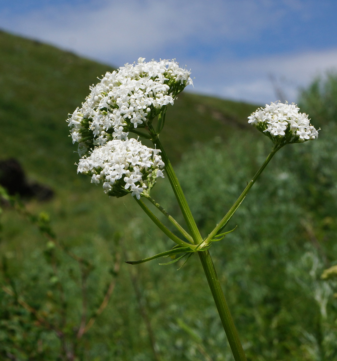 Image of Valeriana dubia specimen.