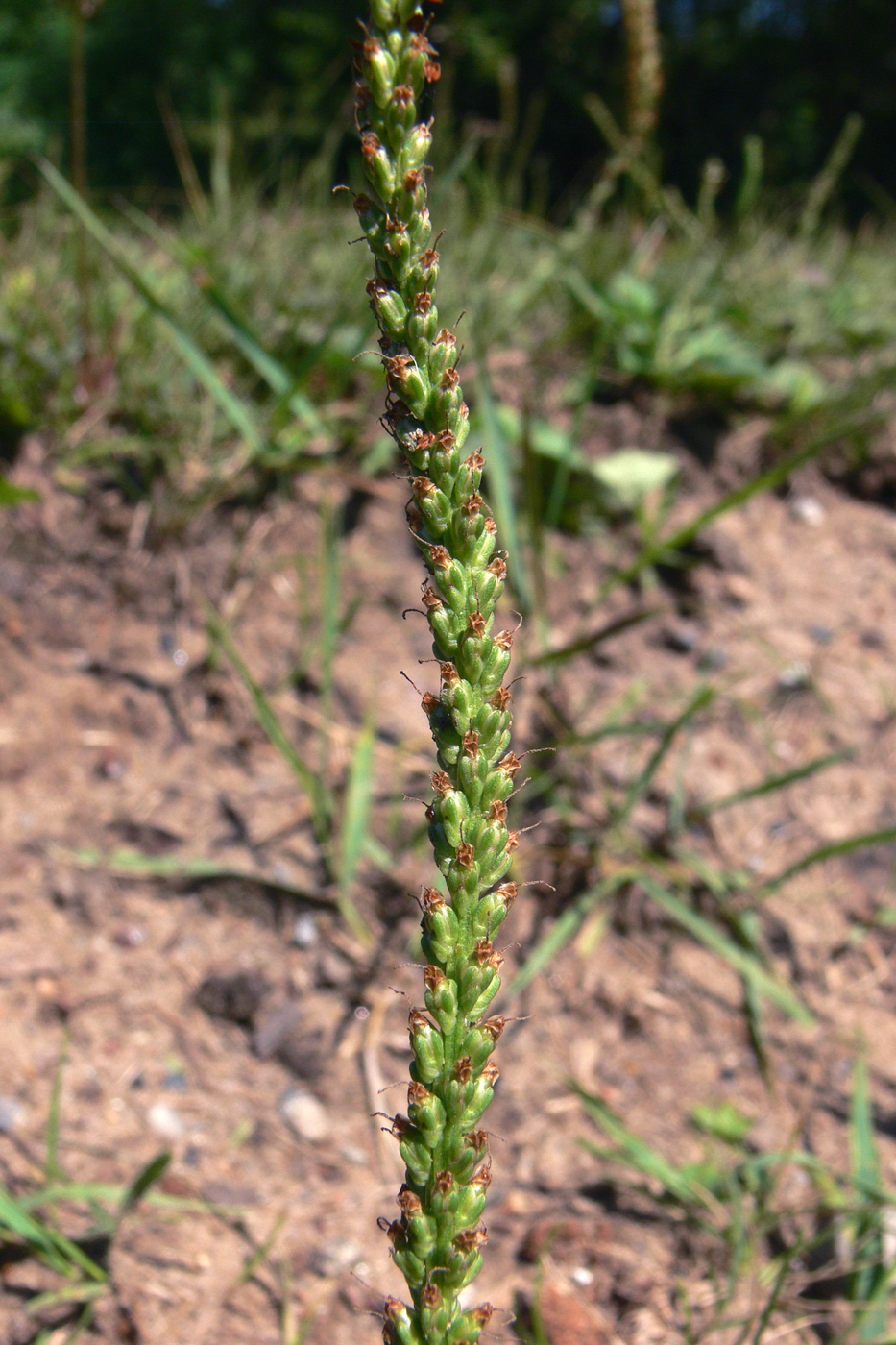 Изображение особи Plantago major.