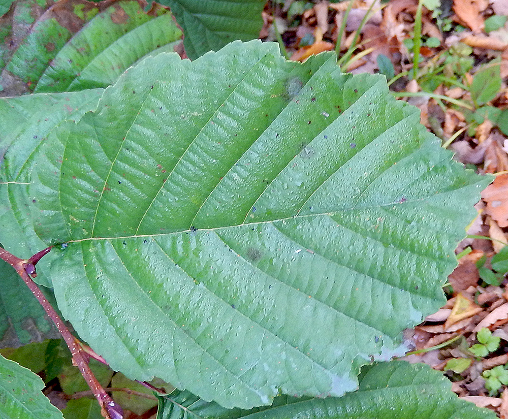 Image of Alnus glutinosa specimen.