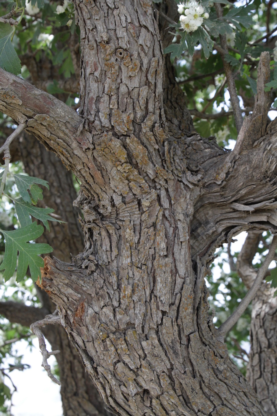 Image of Crataegus pontica specimen.