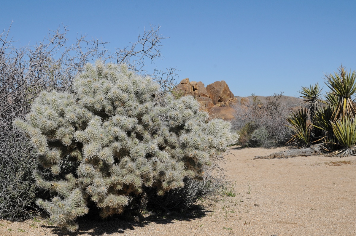 Image of Cylindropuntia echinocarpa specimen.