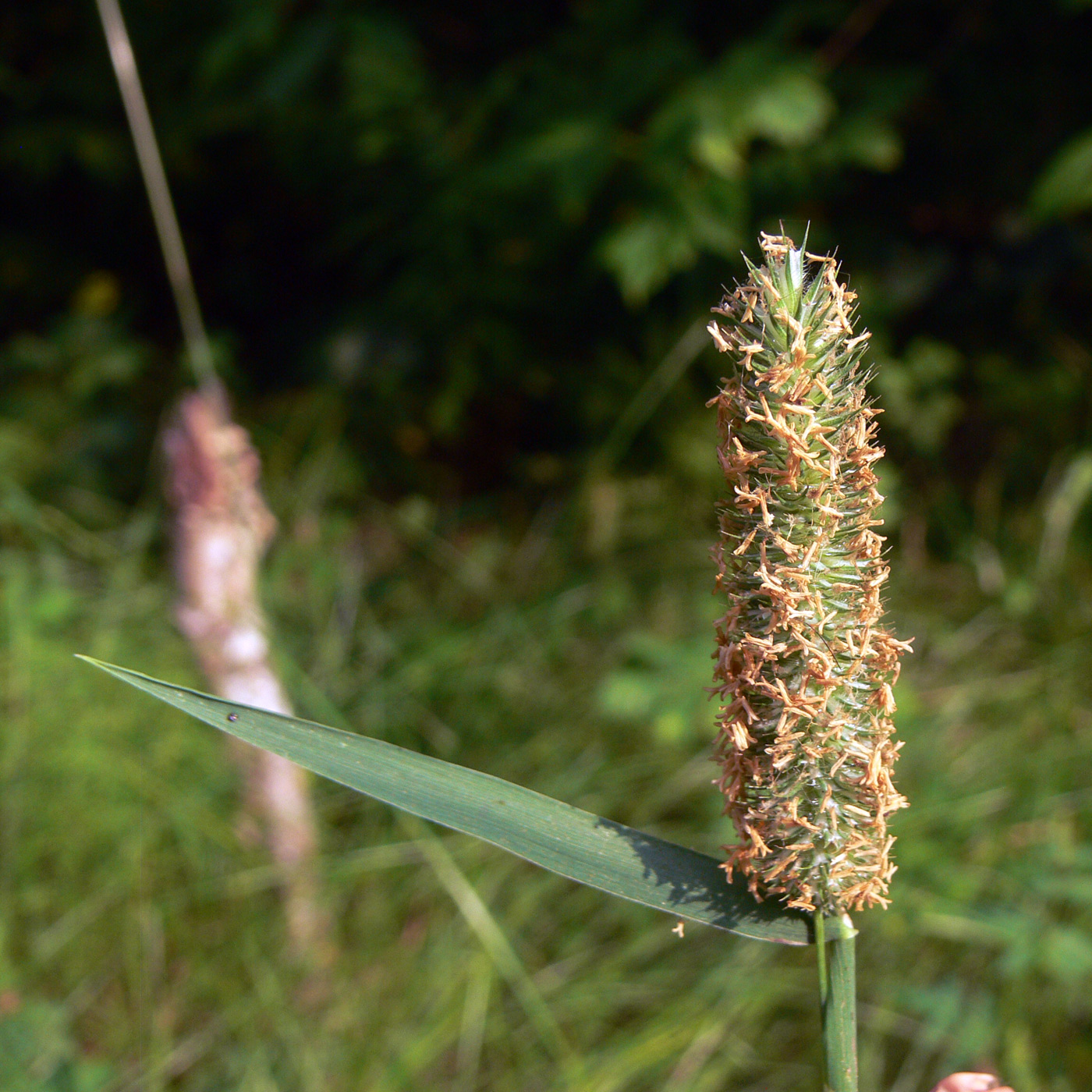 Изображение особи Phleum pratense.