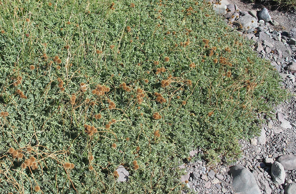 Image of Acaena magellanica specimen.