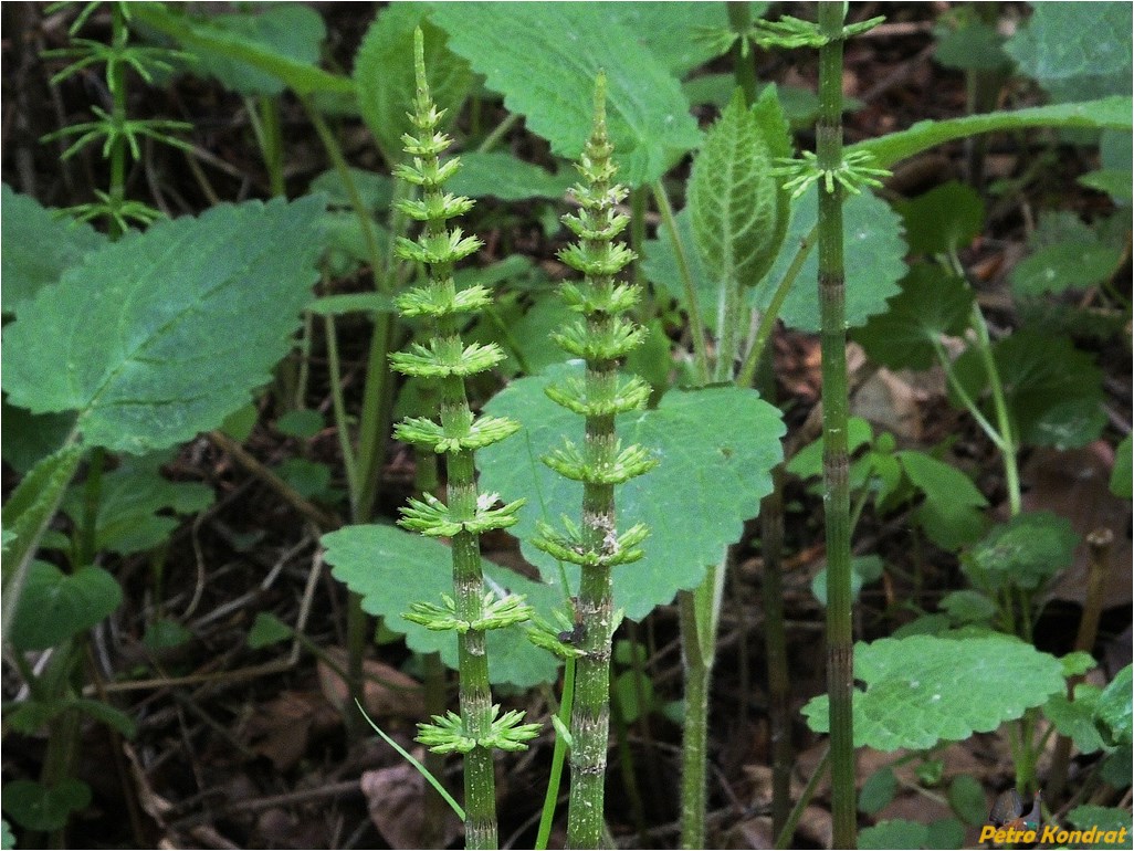 Image of Equisetum arvense specimen.