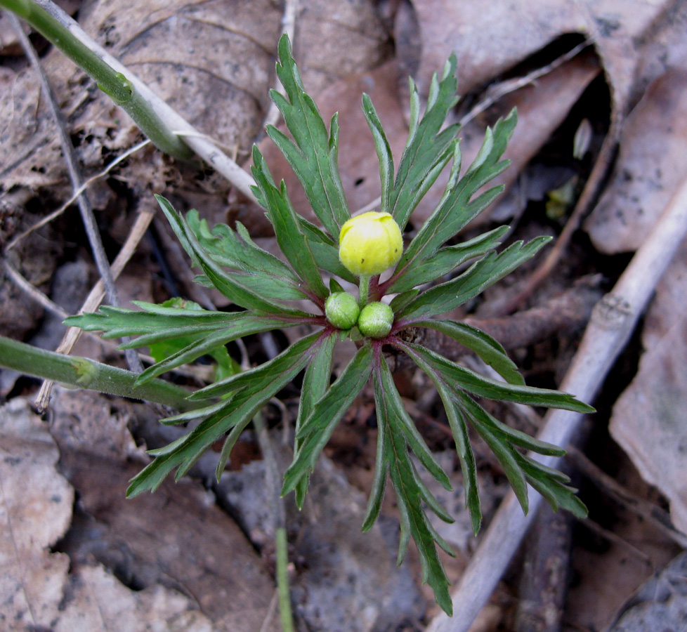 Image of Anemone ranunculoides specimen.