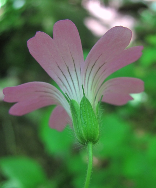 Image of Geranium gracile specimen.