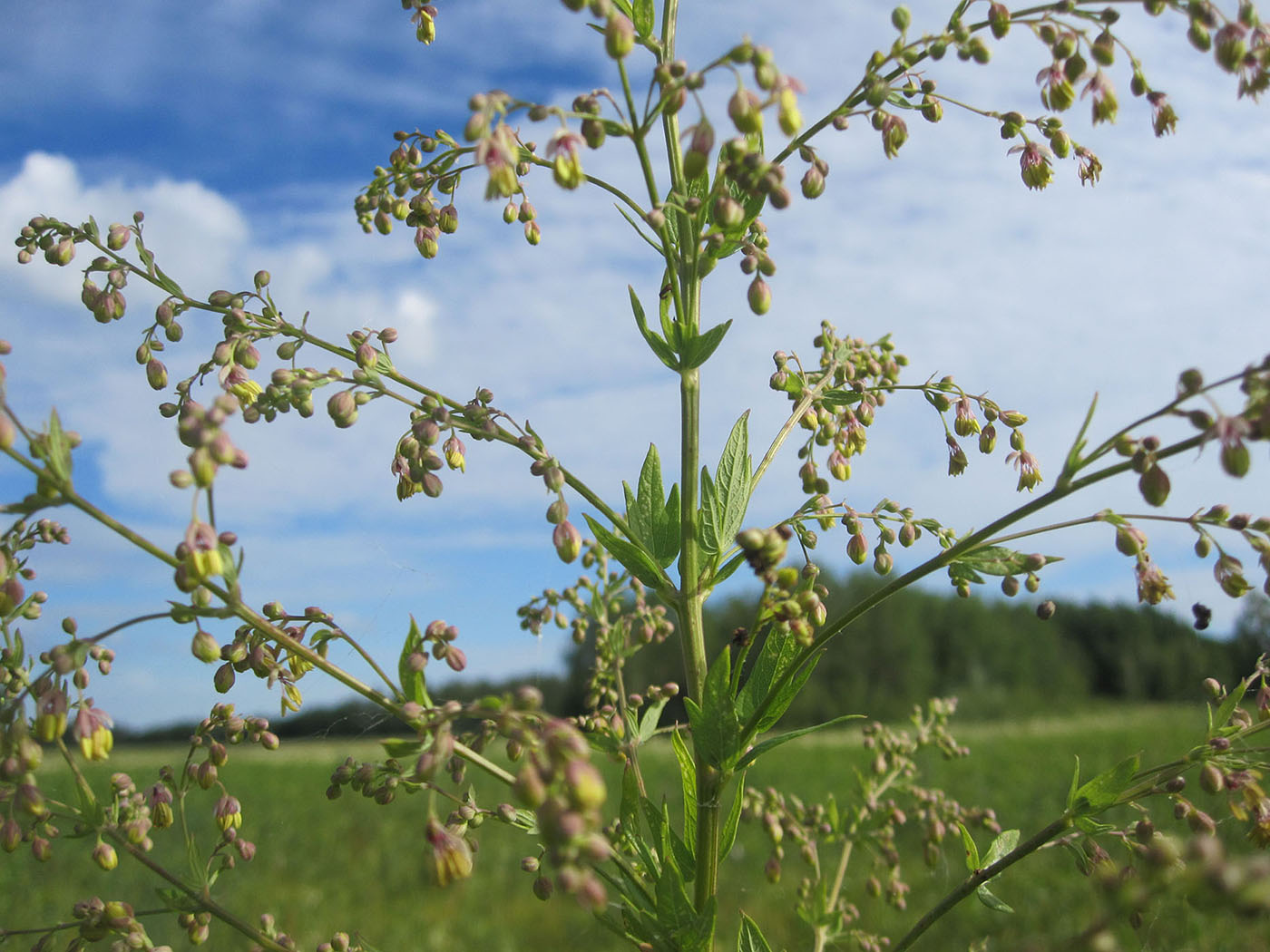 Изображение особи Thalictrum appendiculatum.