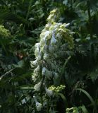 Aconitum orientale