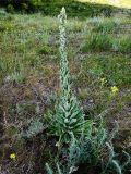 Verbascum songaricum