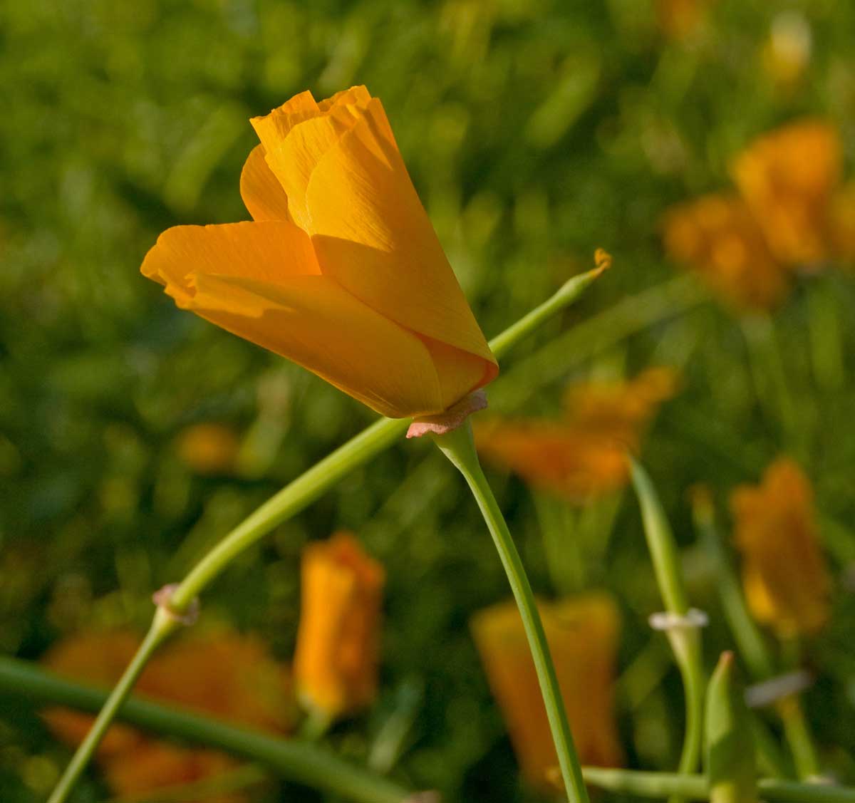 Image of Eschscholzia californica specimen.