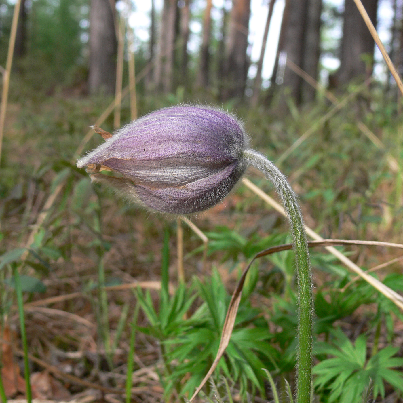 Изображение особи Pulsatilla uralensis.