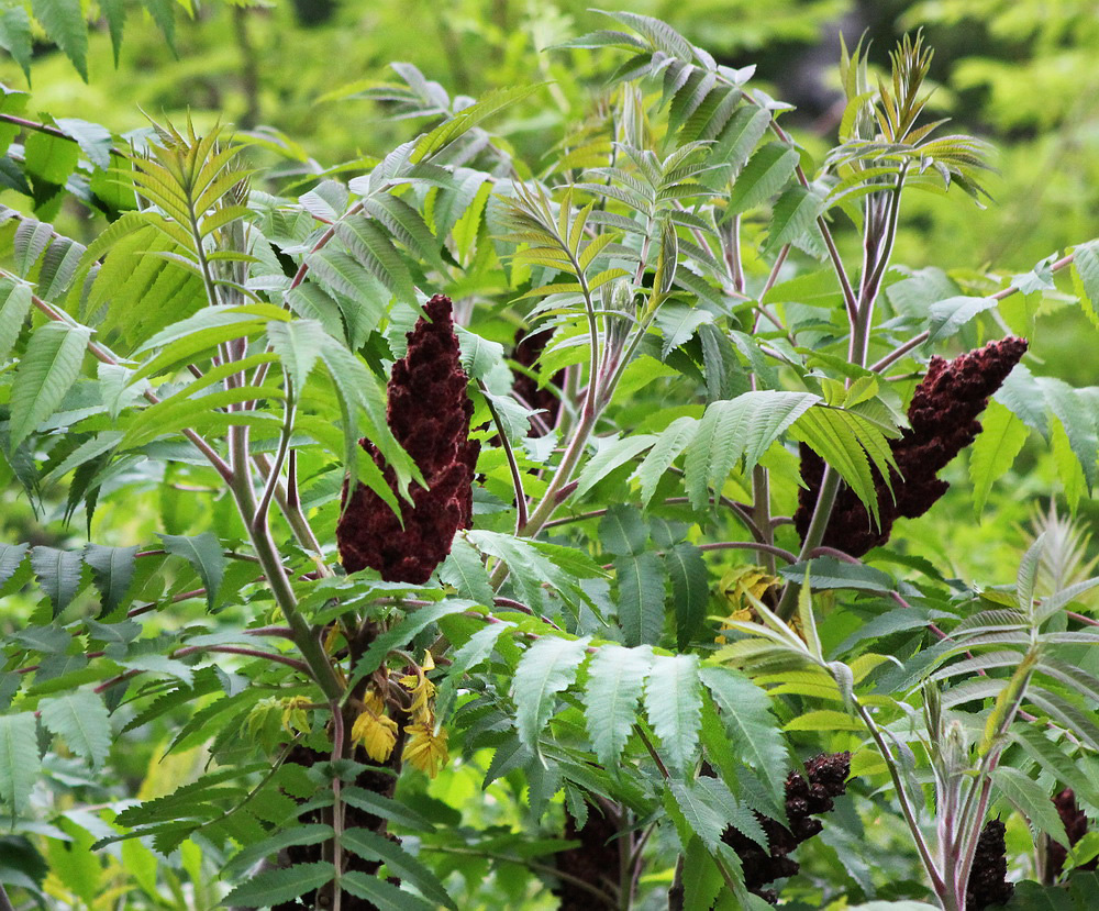 Image of Rhus typhina specimen.