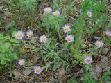 Aster alpinus