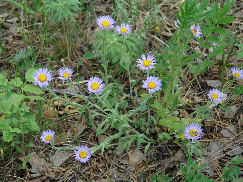 Изображение особи Aster alpinus.