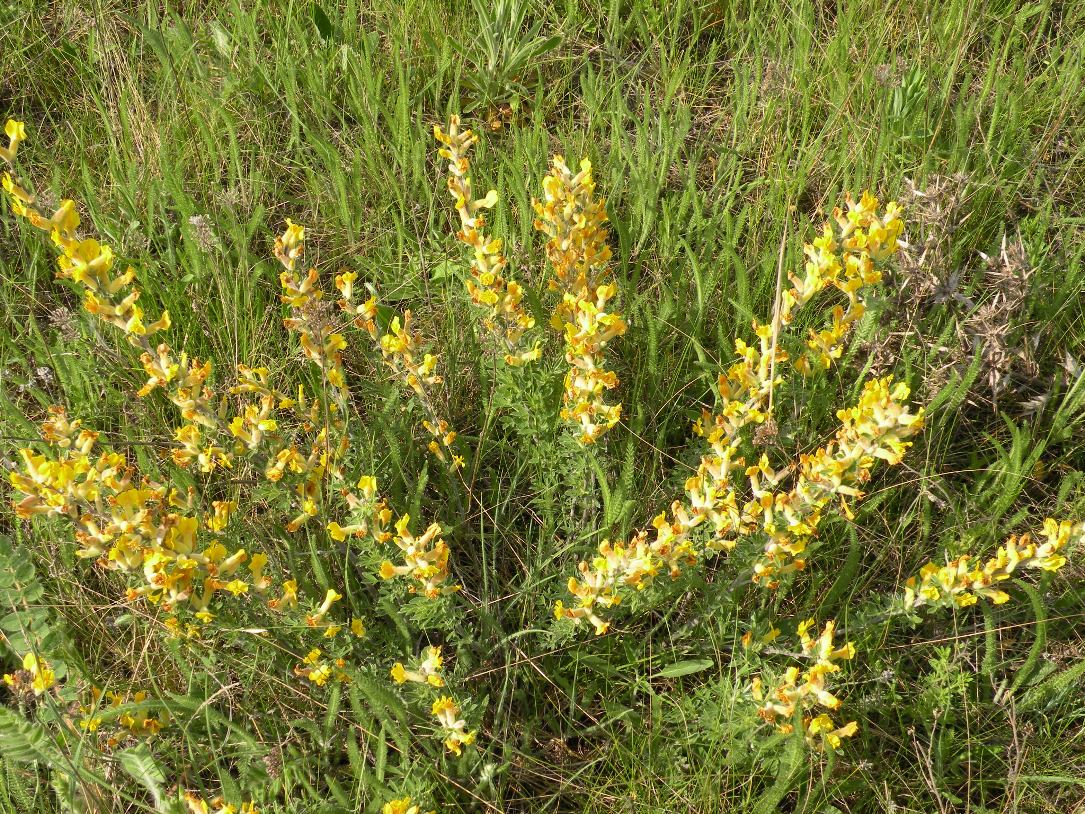 Image of Chamaecytisus lindemannii specimen.