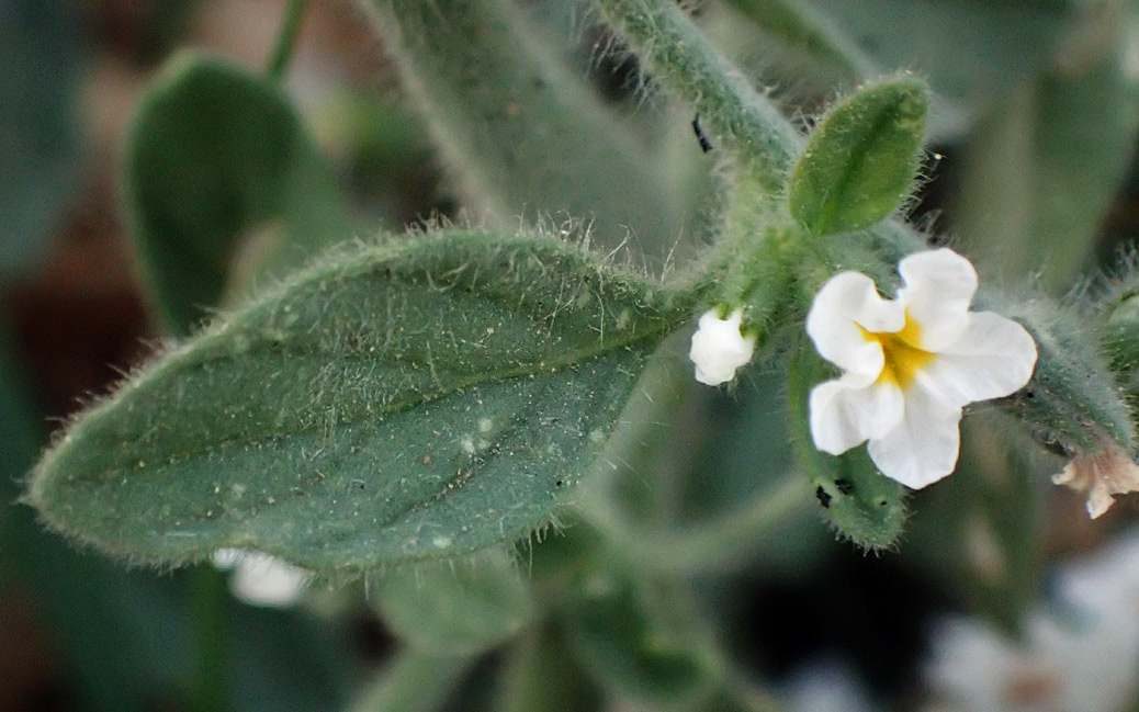 Image of Heliotropium suaveolens specimen.