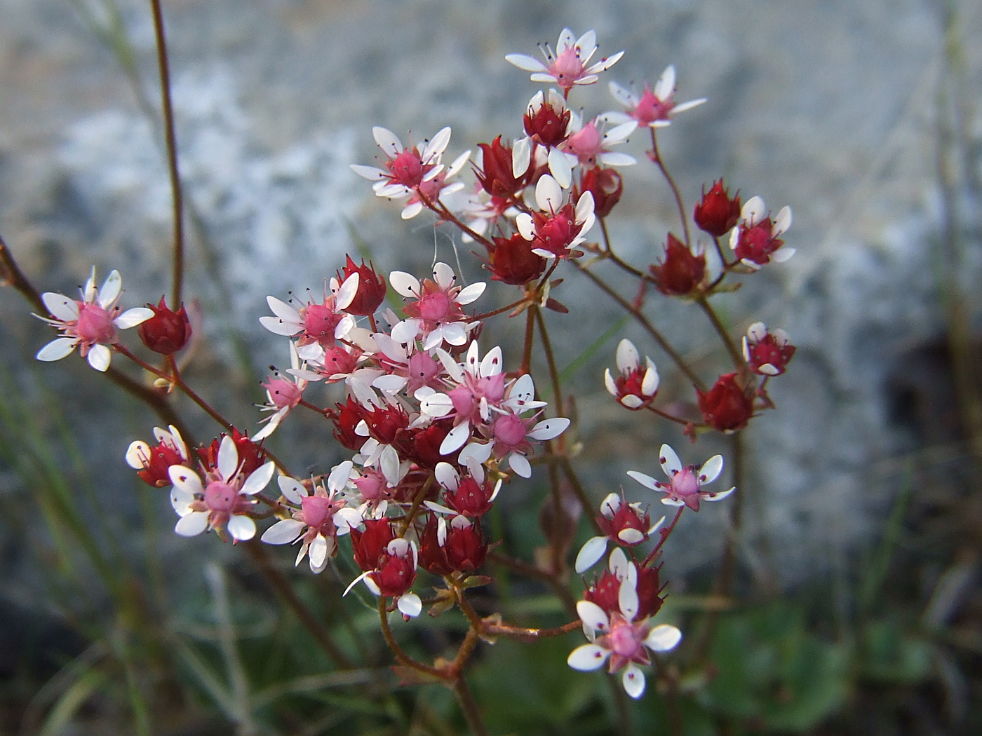 Изображение особи Micranthes nudicaulis.