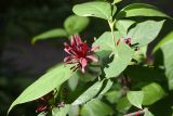 Calycanthus floridus