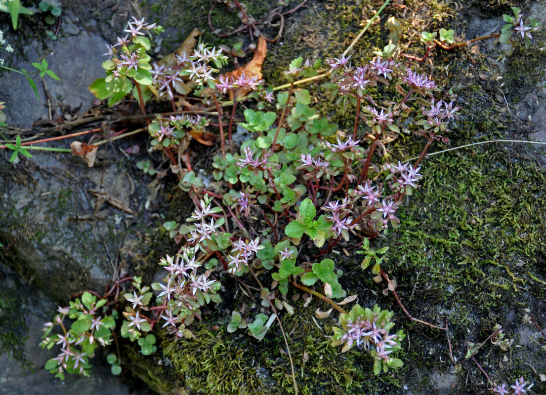 Image of Sedum stoloniferum specimen.