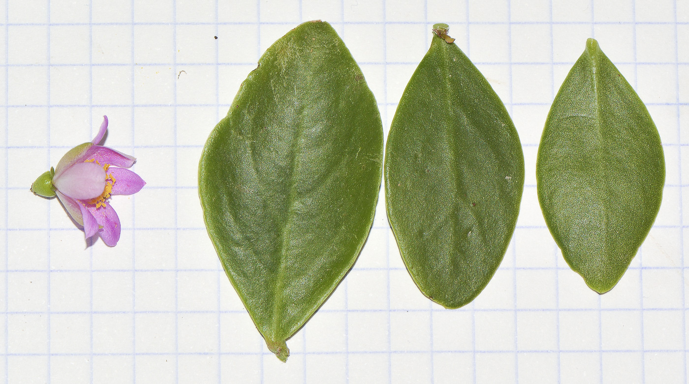 Image of genus Pereskia specimen.