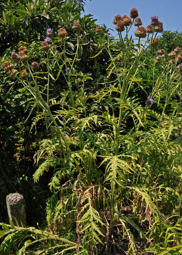 Image of Cynara scolymus specimen.