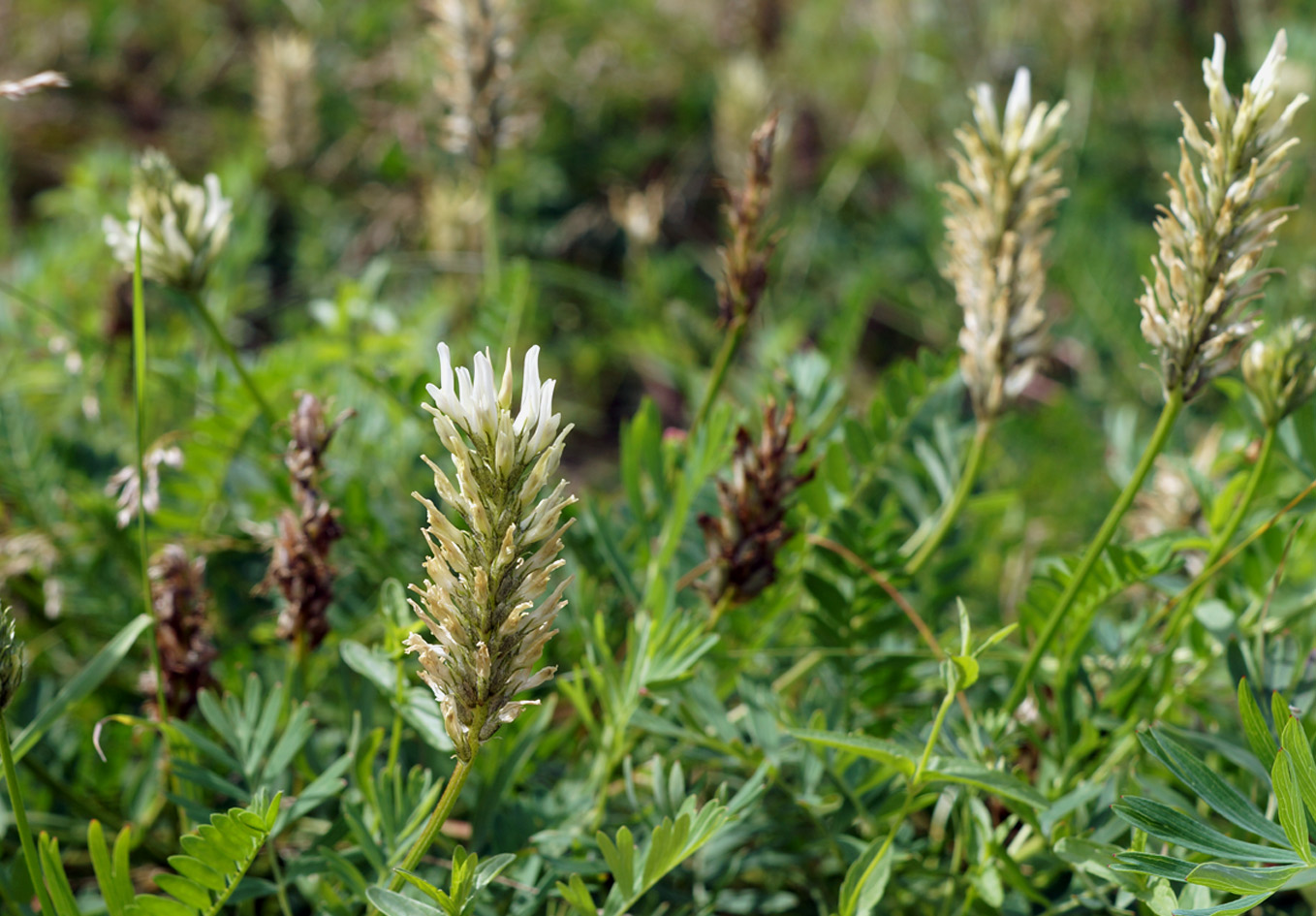 Изображение особи Astragalus inopinatus.