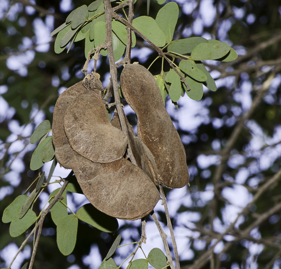 Image of Lysiphyllum gilvum specimen.