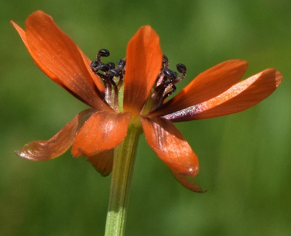 Изображение особи Adonis parviflora.