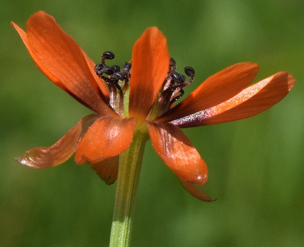 Image of Adonis parviflora specimen.