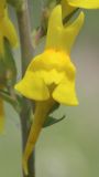 Смотреть изображение Linaria genistifolia